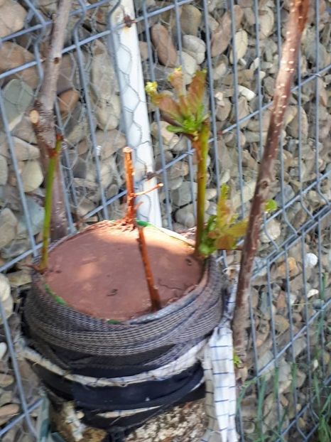 altoi cires - gradina mea din comuna copilariei lui Mihail Eminescu