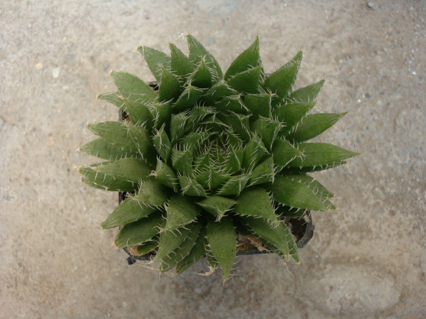 Haworthia arachnoidea (L.) Duval 1809. - Genul Haworthia