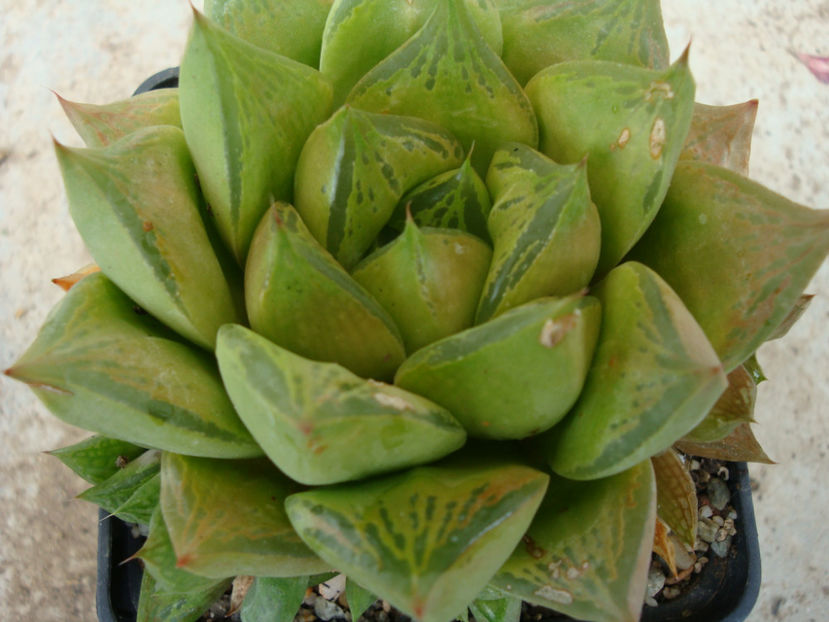 Haworthia cymbiformis (Haw.) Duval 1809. - Genul Haworthia