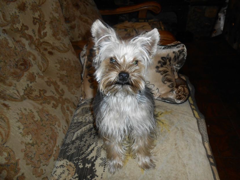  - animalutele mele