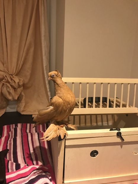  - 2018 jucatori de polonia