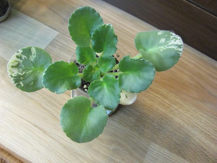  - ZZZAngel s Innoccence