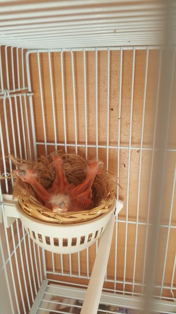  - Canari