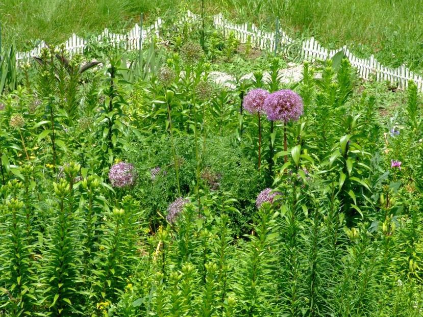 2014_crini_octogon indesat pana la refuz - 2014_06_Crini