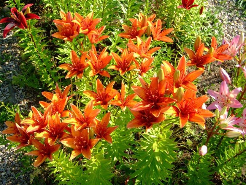 2014_crini_12 - 2014_06_Crini