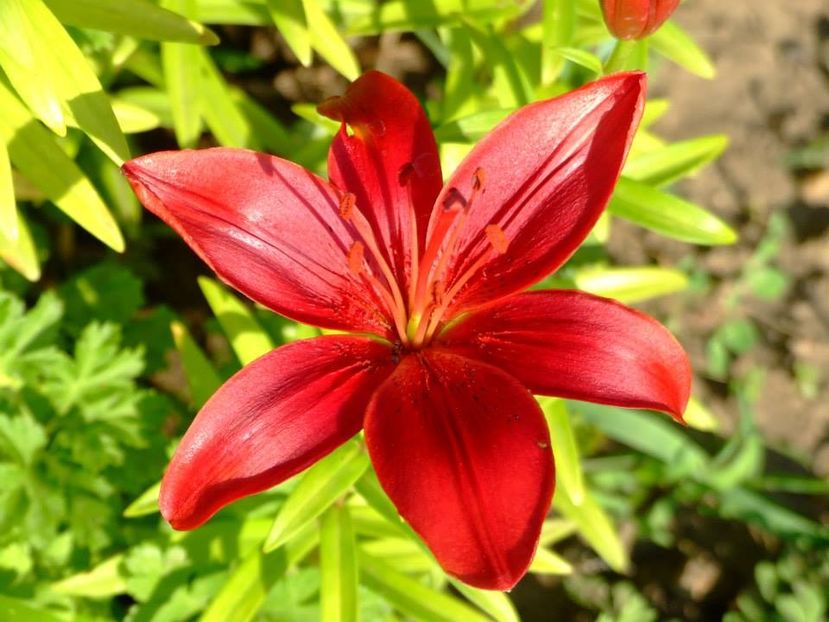 2014_crini_13 - 2014_06_Crini