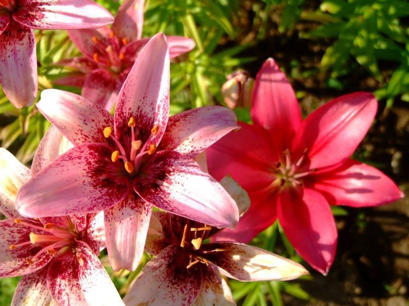 2014_crini_15 - 2014_06_Crini