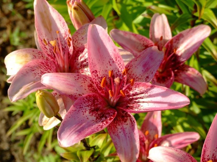 2014_crini_16 - 2014_06_Crini