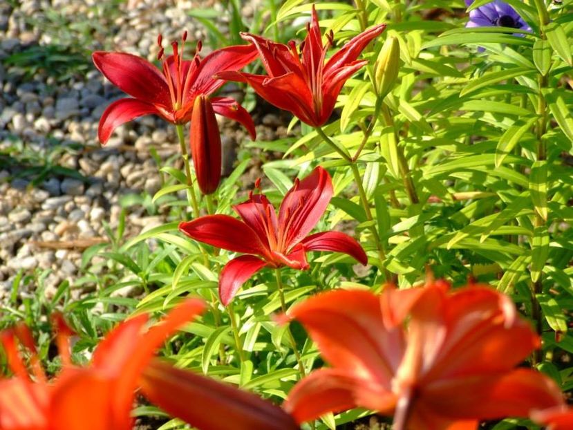 2014_crini_17 - 2014_06_Crini