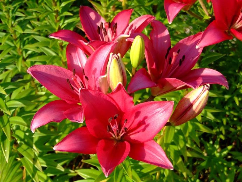 2014_crini_18 - 2014_06_Crini