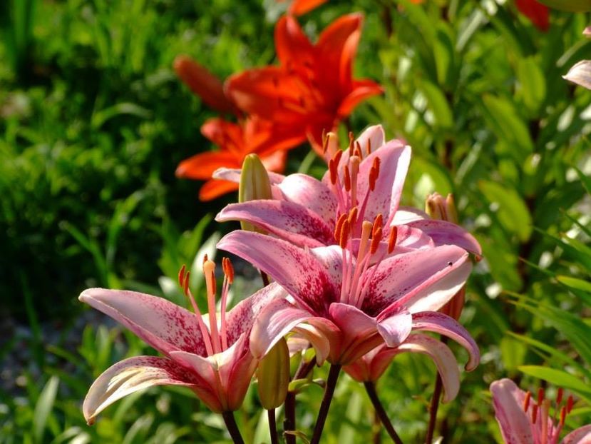 2014_crini_19 - 2014_06_Crini