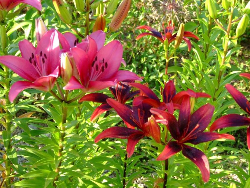 2014_crini_20 - 2014_06_Crini