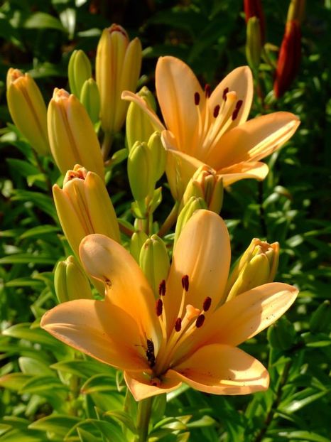 2014_crini_21 - 2014_06_Crini