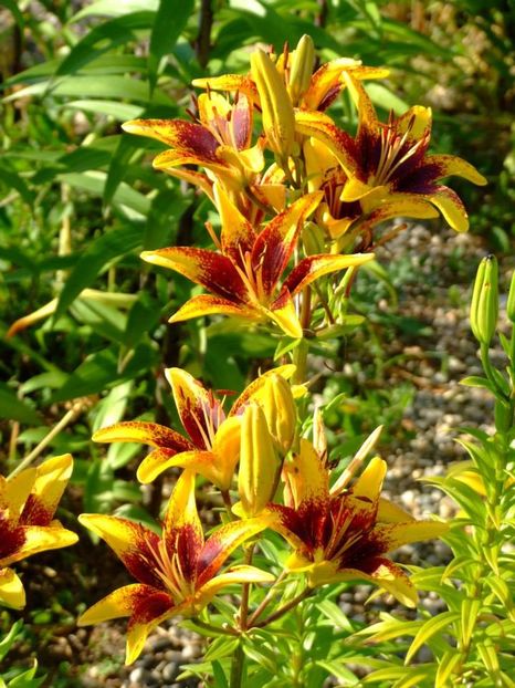 2014_crini_22 - 2014_06_Crini