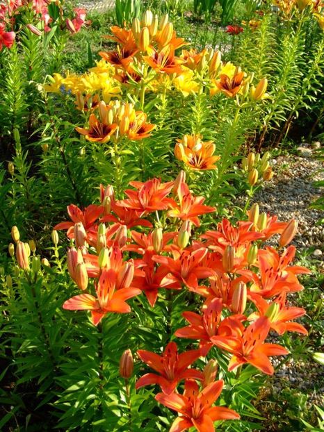 2014_crini_31 - 2014_06_Crini