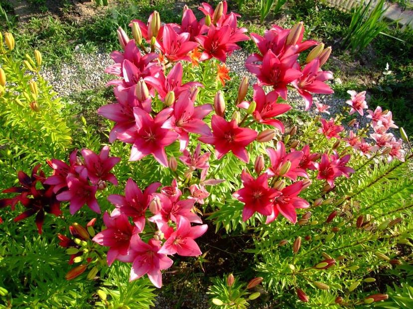 2014_crini_32 - 2014_06_Crini