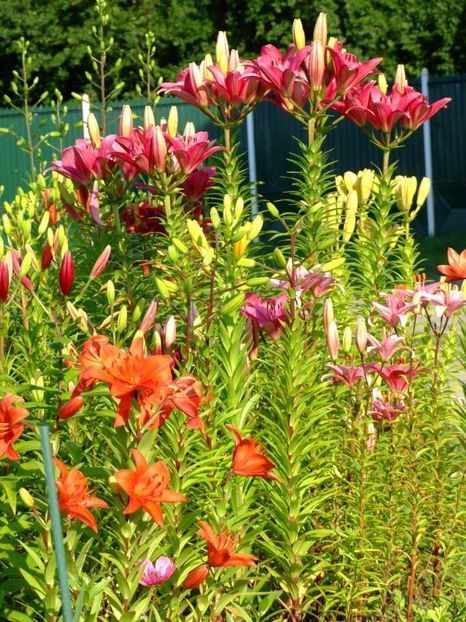 2014_crini_33 - 2014_06_Crini