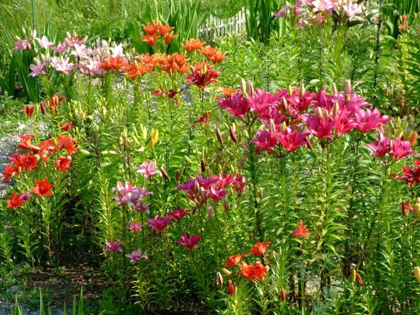 2014_crini_34 - 2014_06_Crini