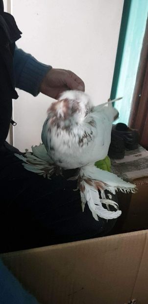 received_131828367593953 - Ultimele achiziții 2017