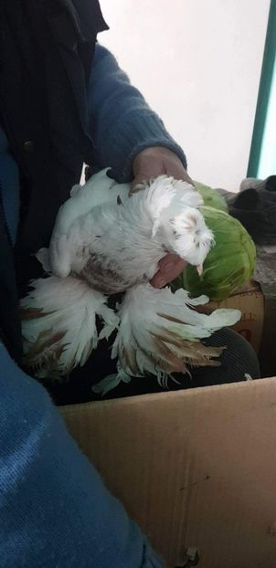 received_131828290927294 - Ultimele achiziții 2017