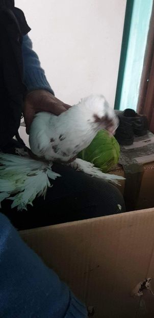 received_131828197593970 - Ultimele achiziții 2017