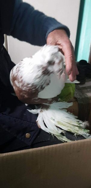 received_131828070927316 - Ultimele achiziții 2017