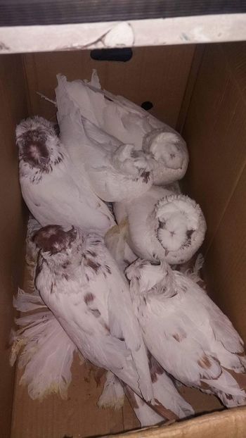 received_1723923651015120 - Ultimele achiziții 2017