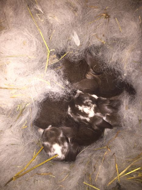 4 pui ,2 havana 2 havana mantulat - Cuib 1 din 25 dec 17