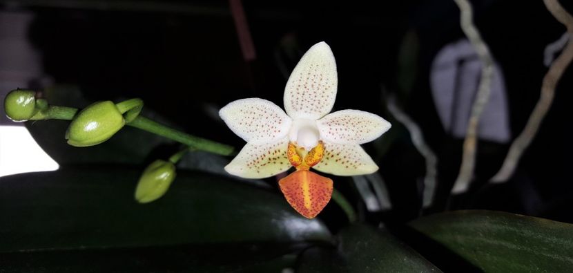 Mini Mark - Phalaenopsis 1