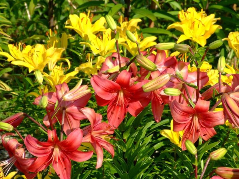 2014_crini_35 - 2014_06_Crini