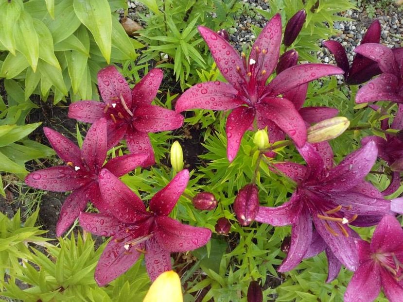 2014_crini_59 - 2014_06_Crini