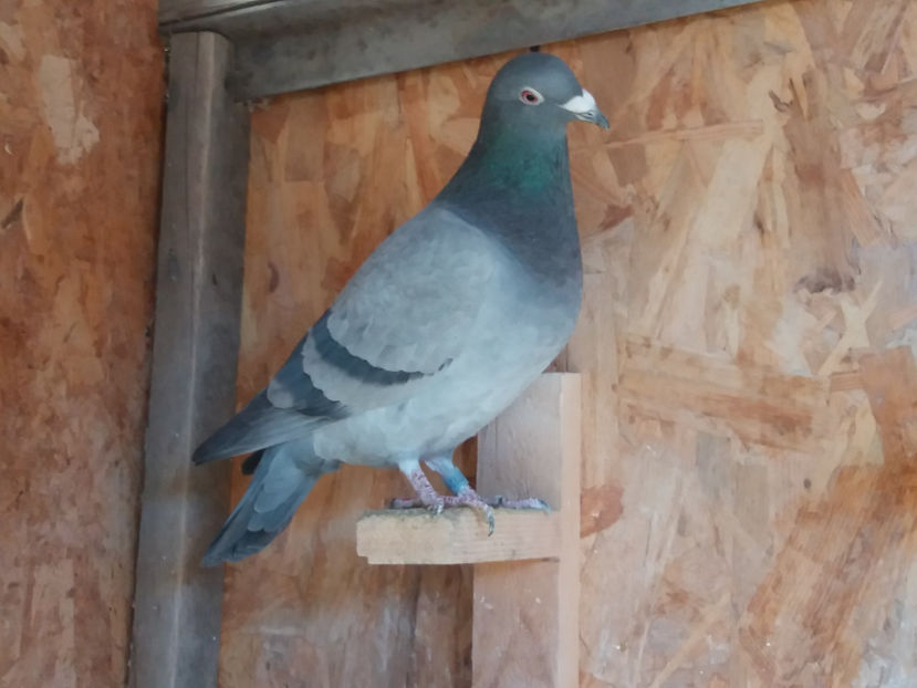 VANDUTA 831254 - 2016 - F - ORIG. BORS MIREL - FIICA LOC 1 AS JUD 2017 EXPO 100 RON - VANDUTI 2018-2019-2020