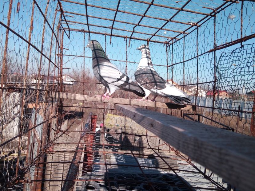 Pereche tineret din 2017 - Tippleri1