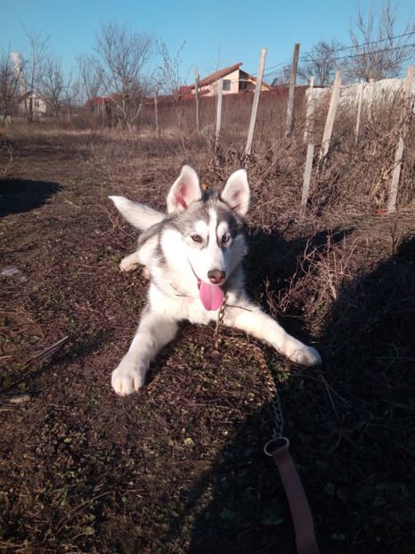  - De vanzare nov 2017