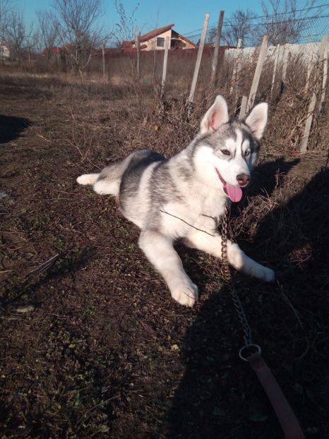  - De vanzare nov 2017