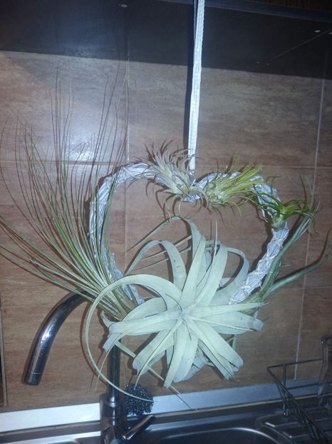  - 1Tillandsia