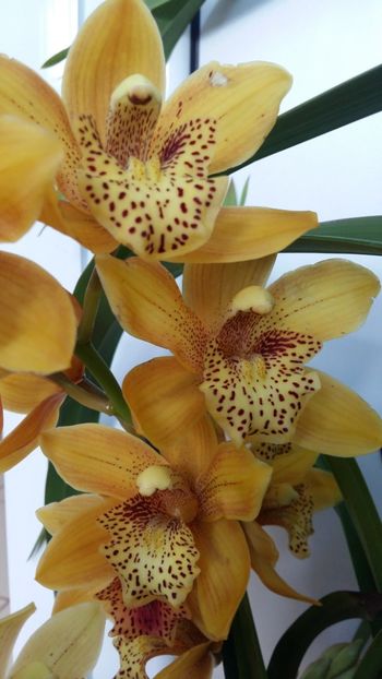  - Cymbidium