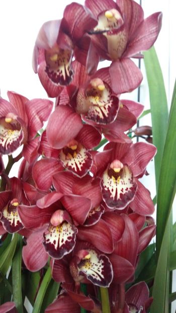  - Cymbidium