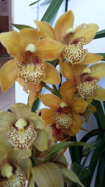  - Cymbidium