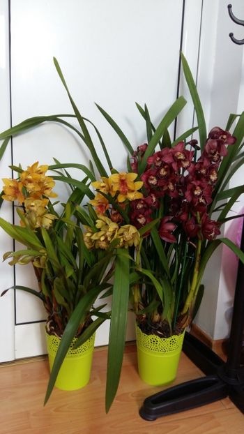  - Cymbidium