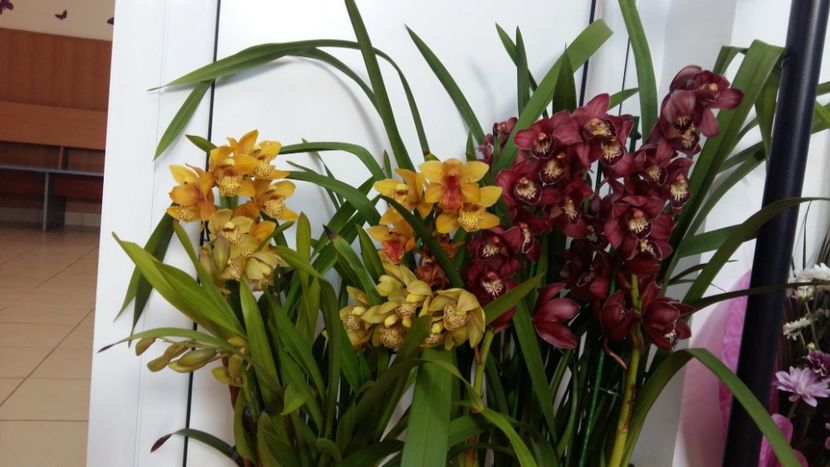  - Cymbidium