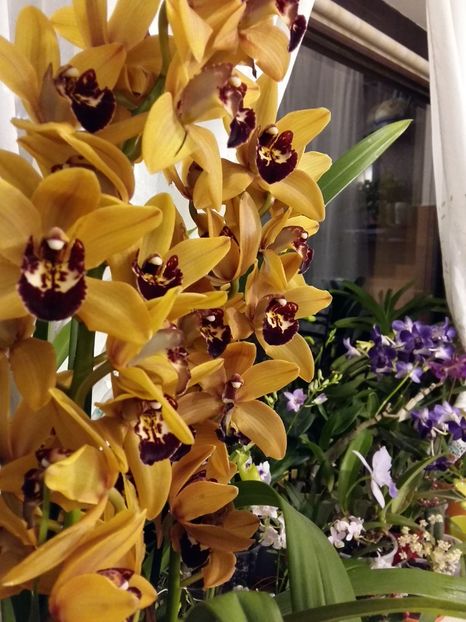  - Cymbidium