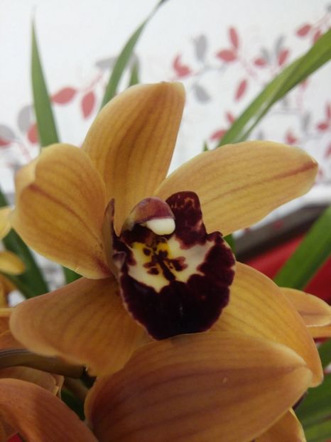  - Cymbidium