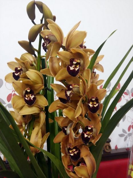  - Cymbidium