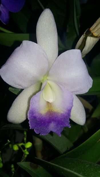  - Cattleya-Epicattleya-Laelia