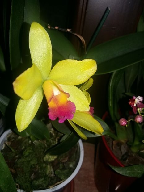  - Cattleya-Epicattleya-Laelia