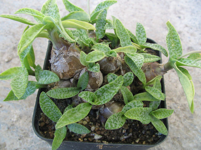 Ledebouria socialis (Baker) Jessop 1970. - Genul Ledebouria