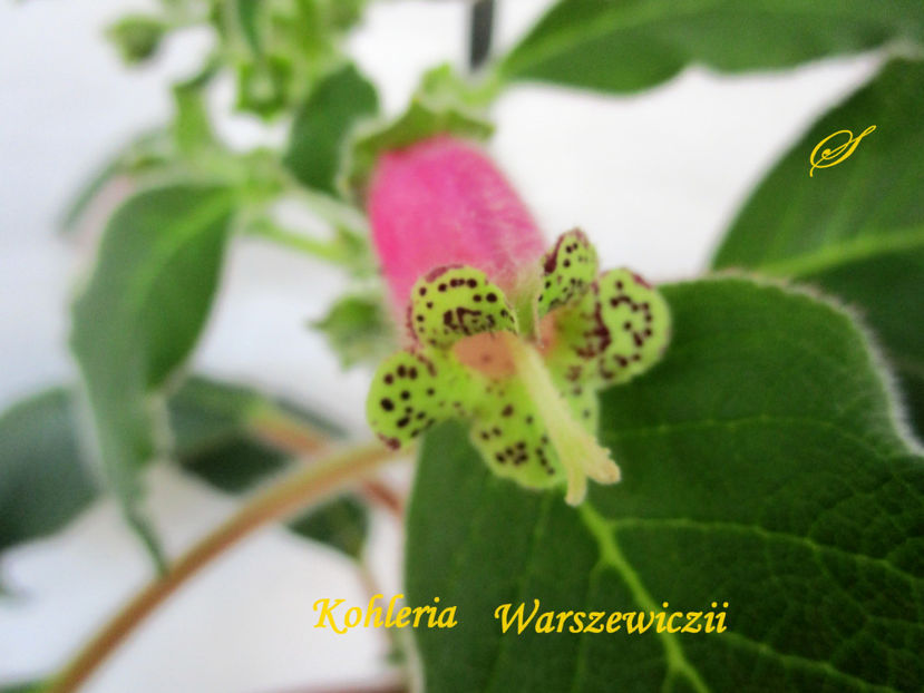 Kohleria Warszewiczii(6-01-2018) - Kohlerii 2018