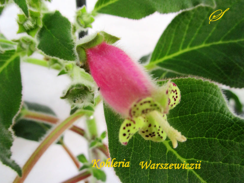 Kohleria Warszewiczii(6-01-2018)\ - Kohlerii 2018