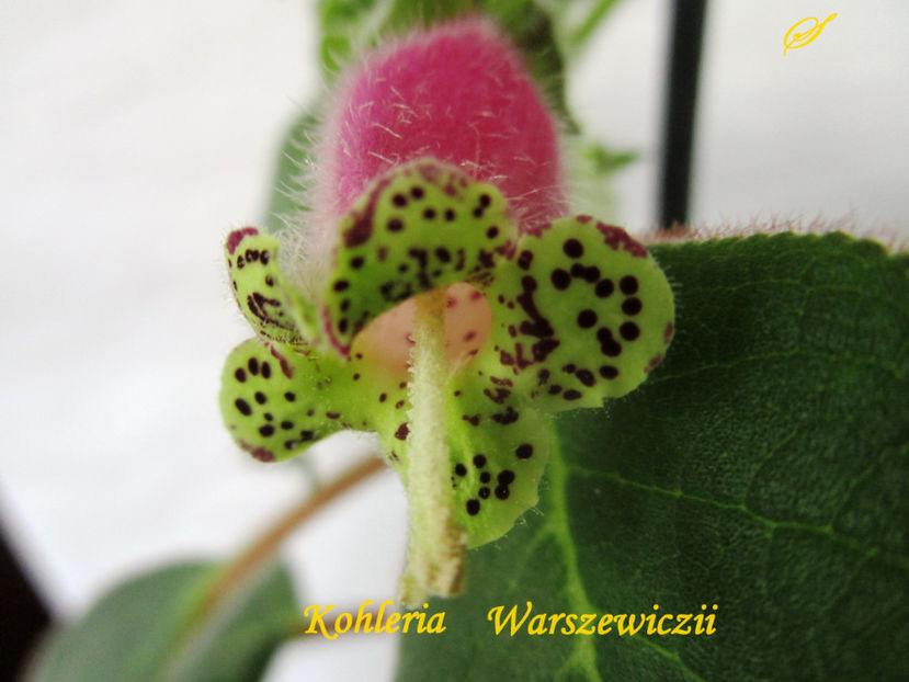 Kohleria Warszewiczii(6-01-2018)\ - Kohlerii 2018